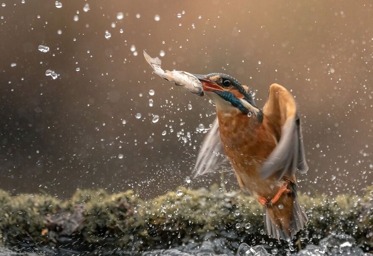 Perfectly Timed Action Shots of Animals, kingfisher