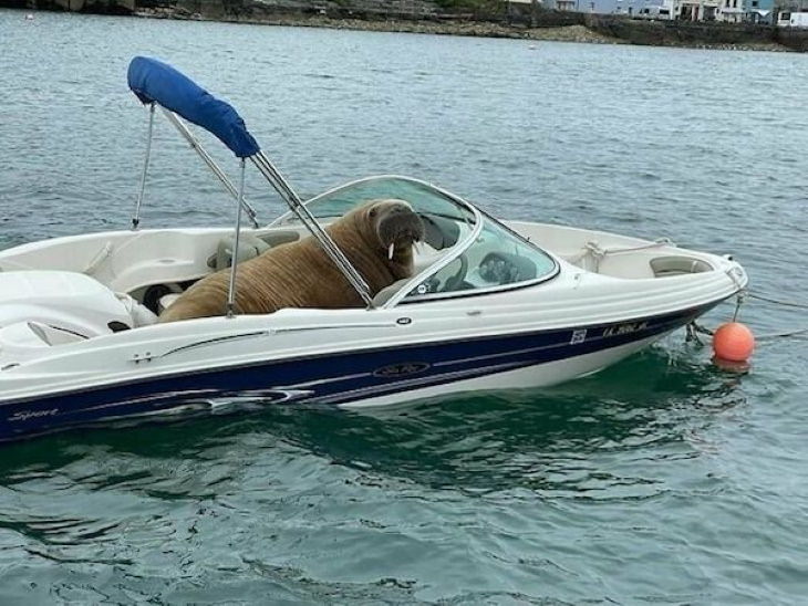 Funny Animals walrus boat