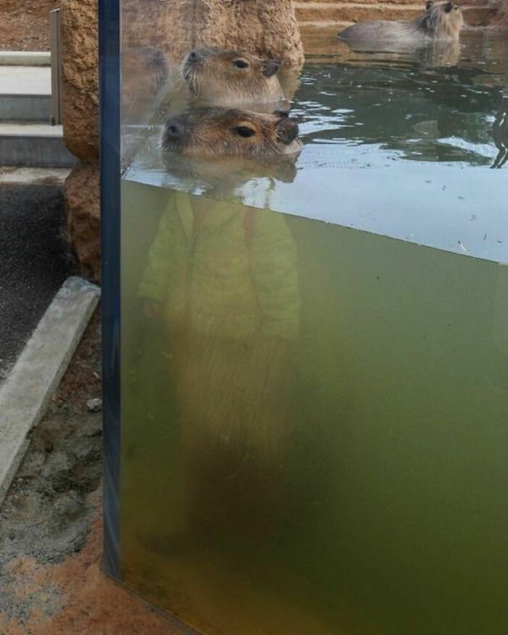 Funny Animals capybara is wearing a jacket