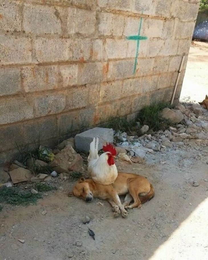 Funny Animals rooster on a dog