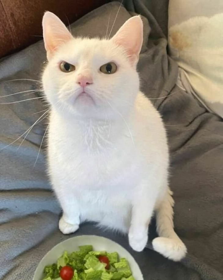 Funny Animals upset cat near salad