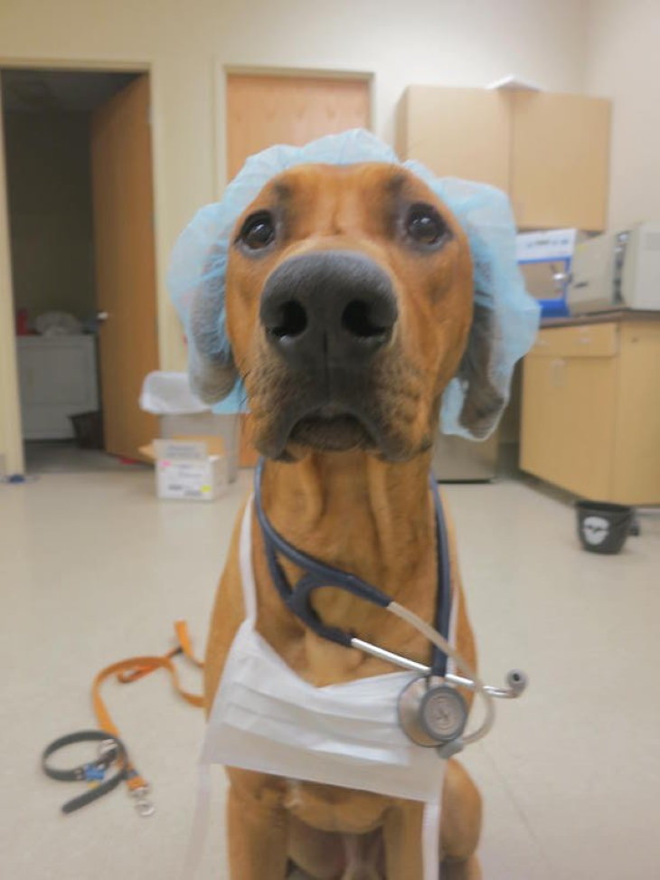 Funny Animals Dr. Dog