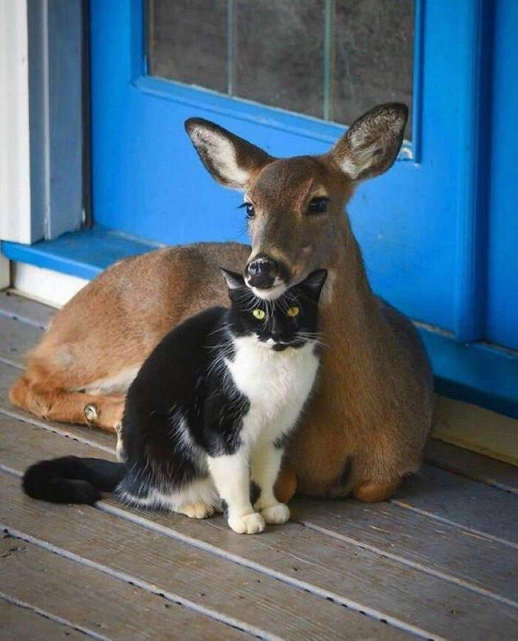 Funny Animals fawn and cat