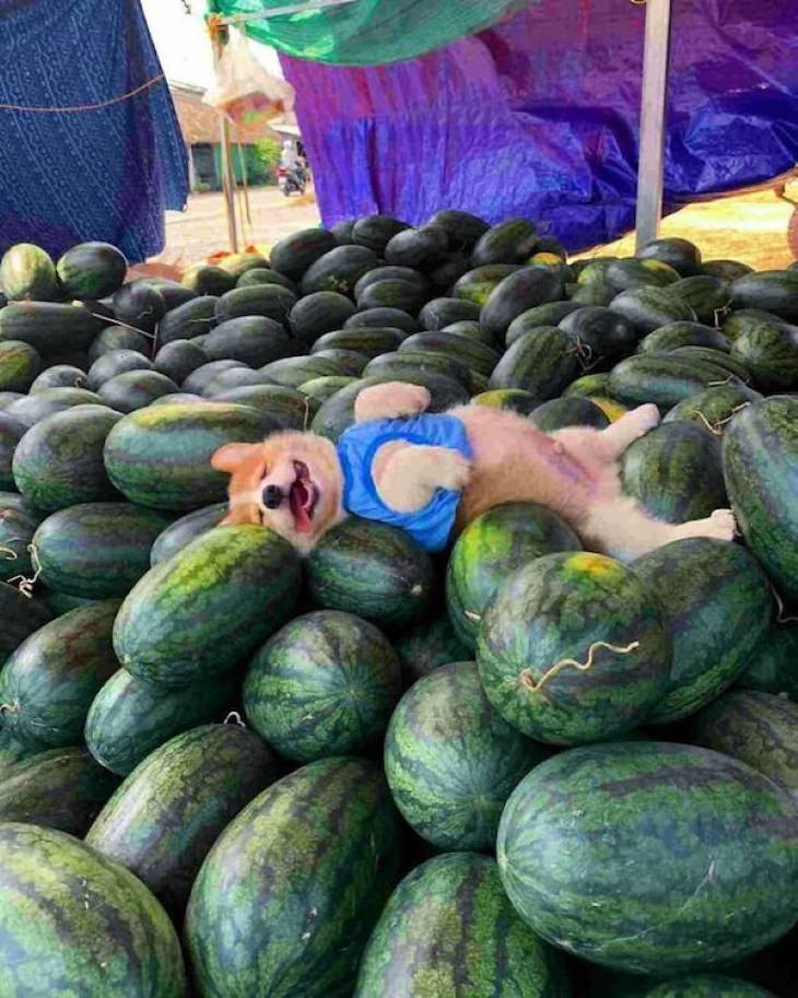 Funny Animals dog sleeping on watermelons
