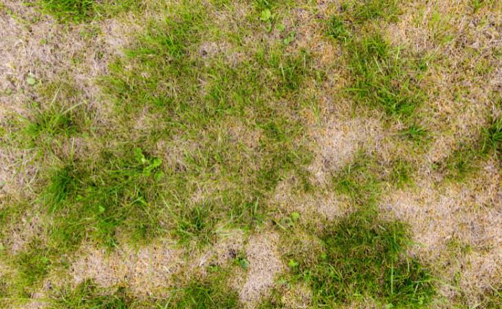  patchy lawn