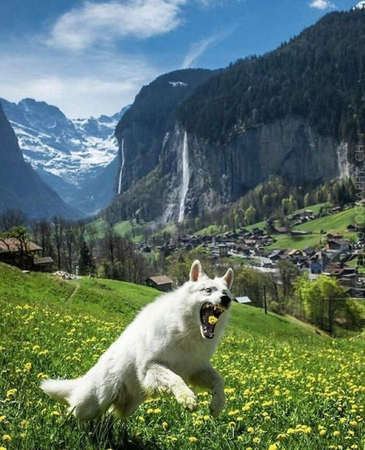 Funny Animals funny dog in mountains