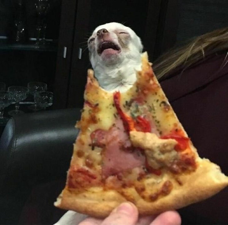 Funny Animals dog funny face pizza