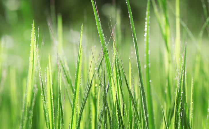 dewy grass