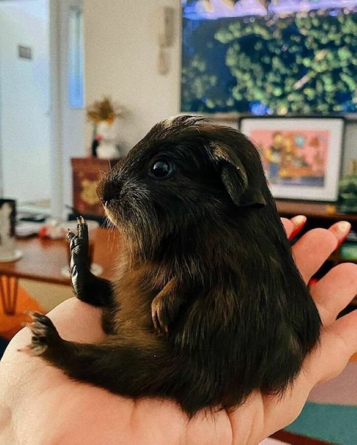 Funny Animals guinea pig