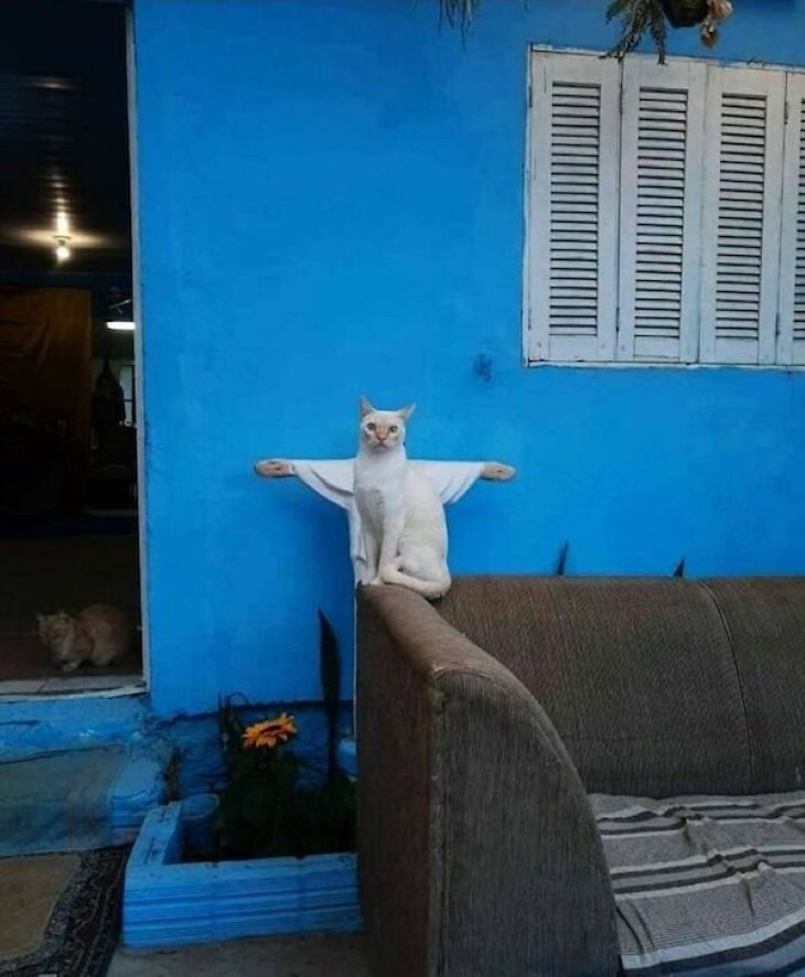 Funny Animals cat statue