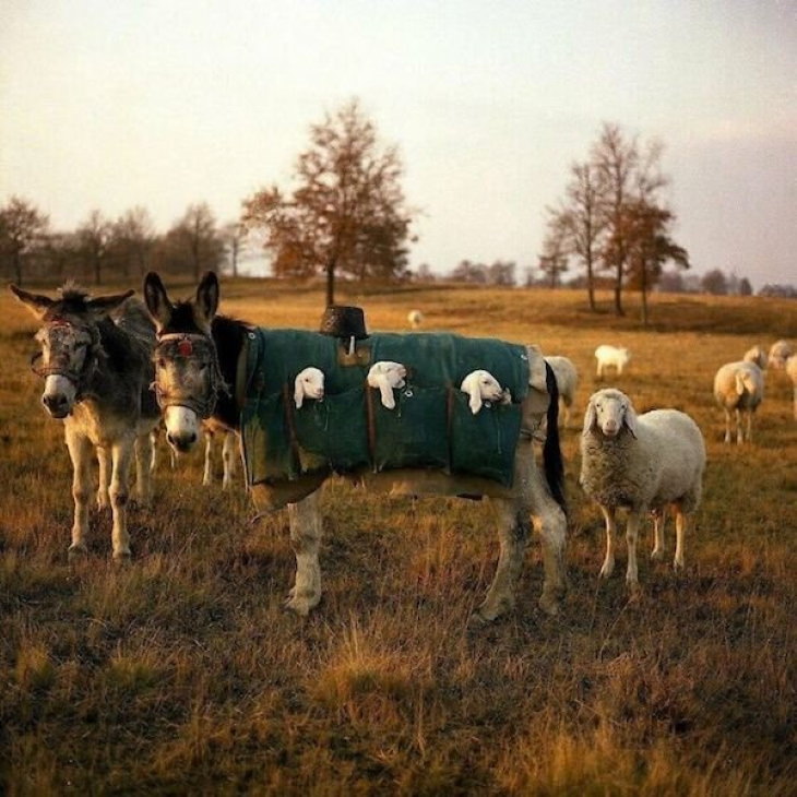 Funny Animals sheep in pockets on a horse