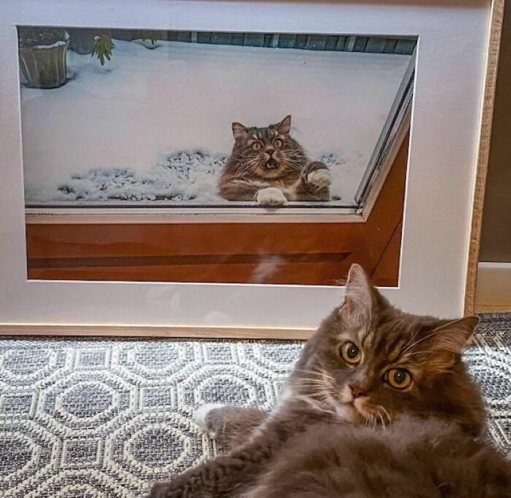 Funny Animals cat in snow