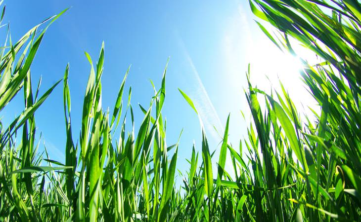 grass and skies