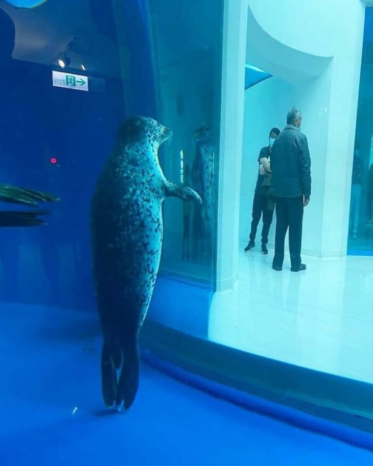 Funny Animals seal in aquarium