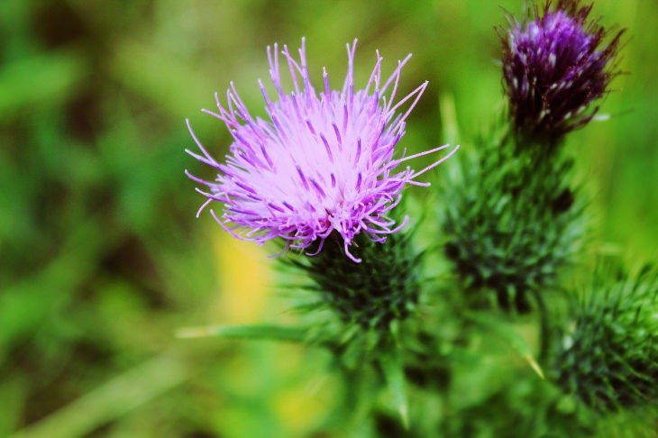 Milk thistle milk thistle