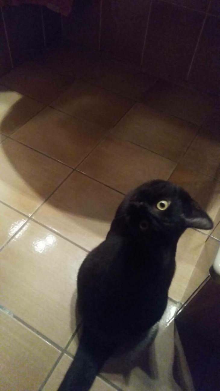 Optical Illusions cat raven