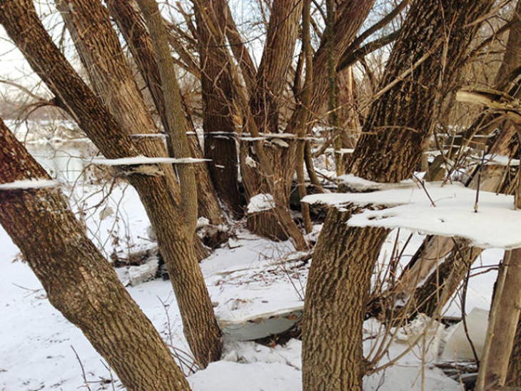 Optical Illusions ice remnants stuck to trees after a flood