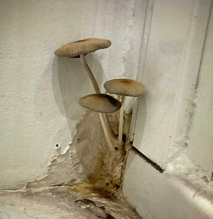 home seller fails mushrooms