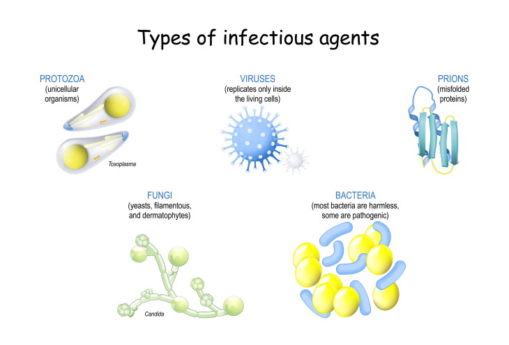 Prion Disease infectious diseases