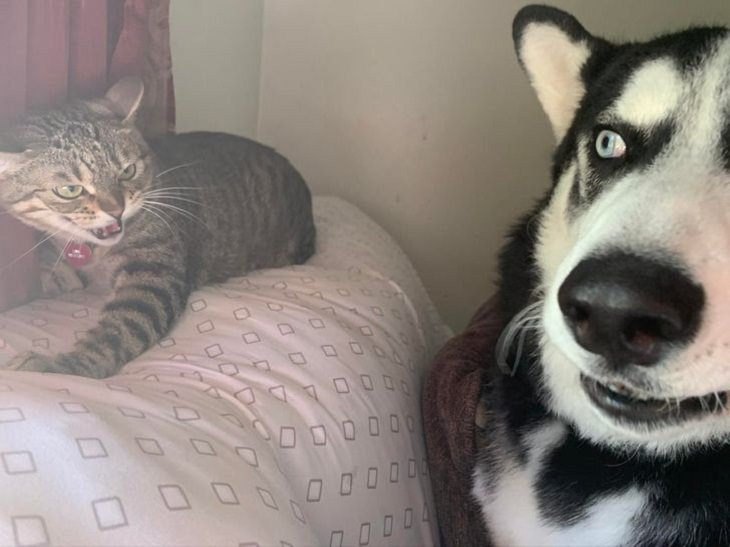 Funny cats, cat and dog 