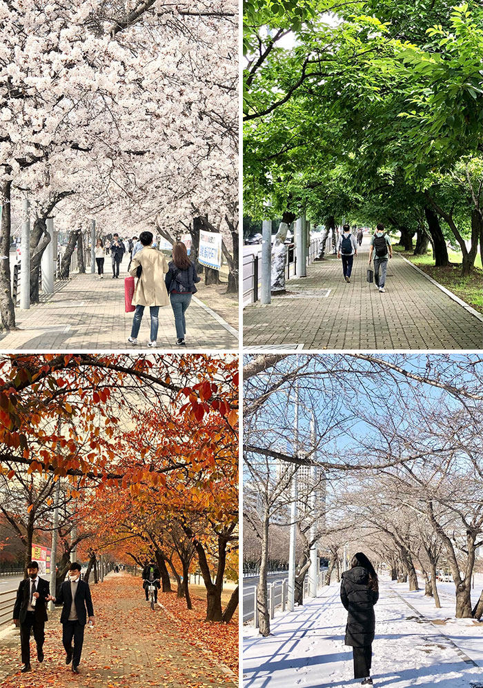 South Korea’s four seasons in Yeouido