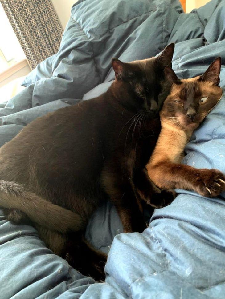 Funny cats, hugging 