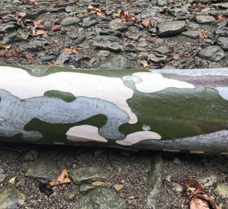 Nature’s Curiosities, camouflage log