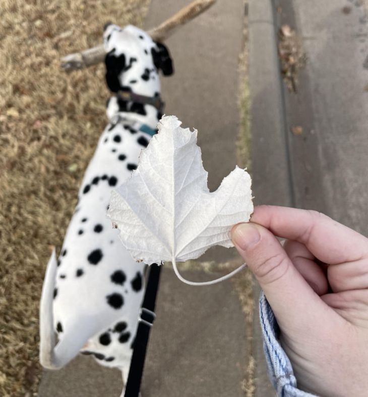 Nature’s Curiosities, perfectly white leaf