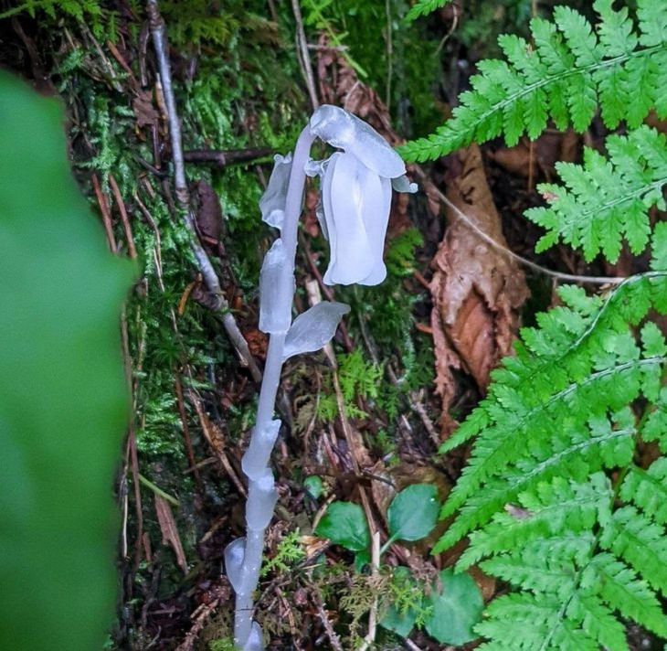 Nature’s Curiosities, Ghost Plant 