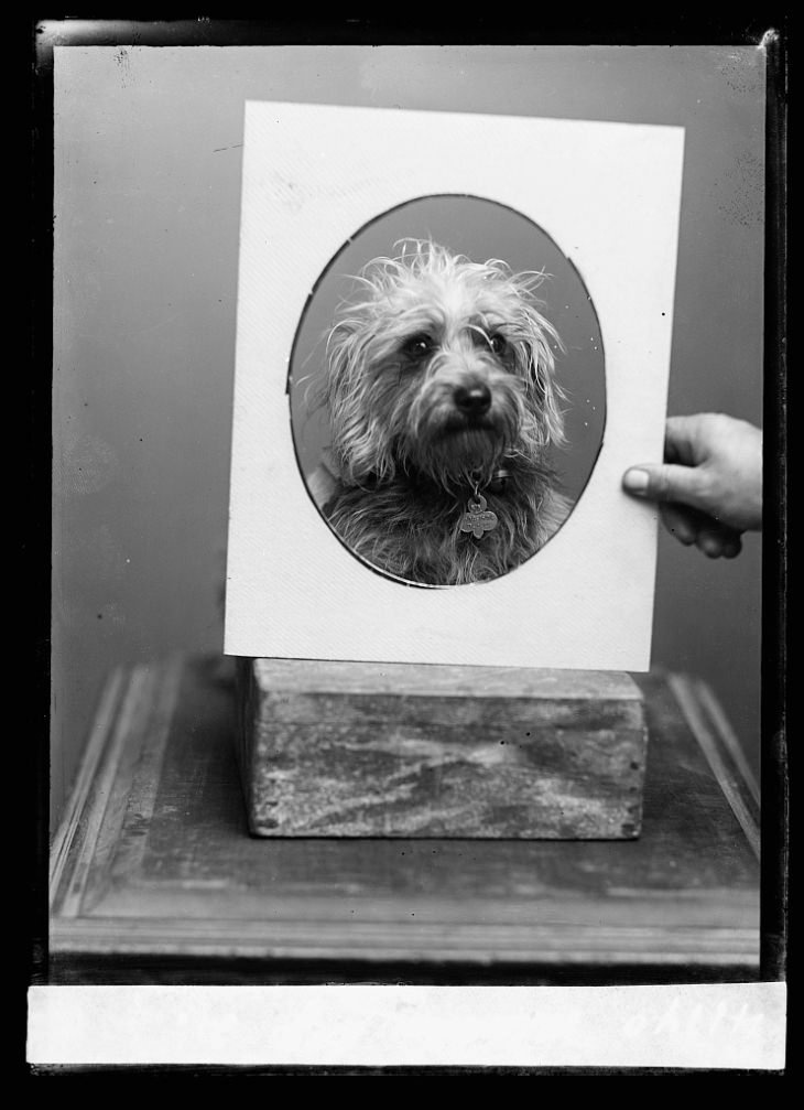 19th-Century Portraits dog