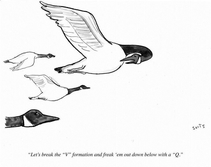 One-Panel Comics, birds