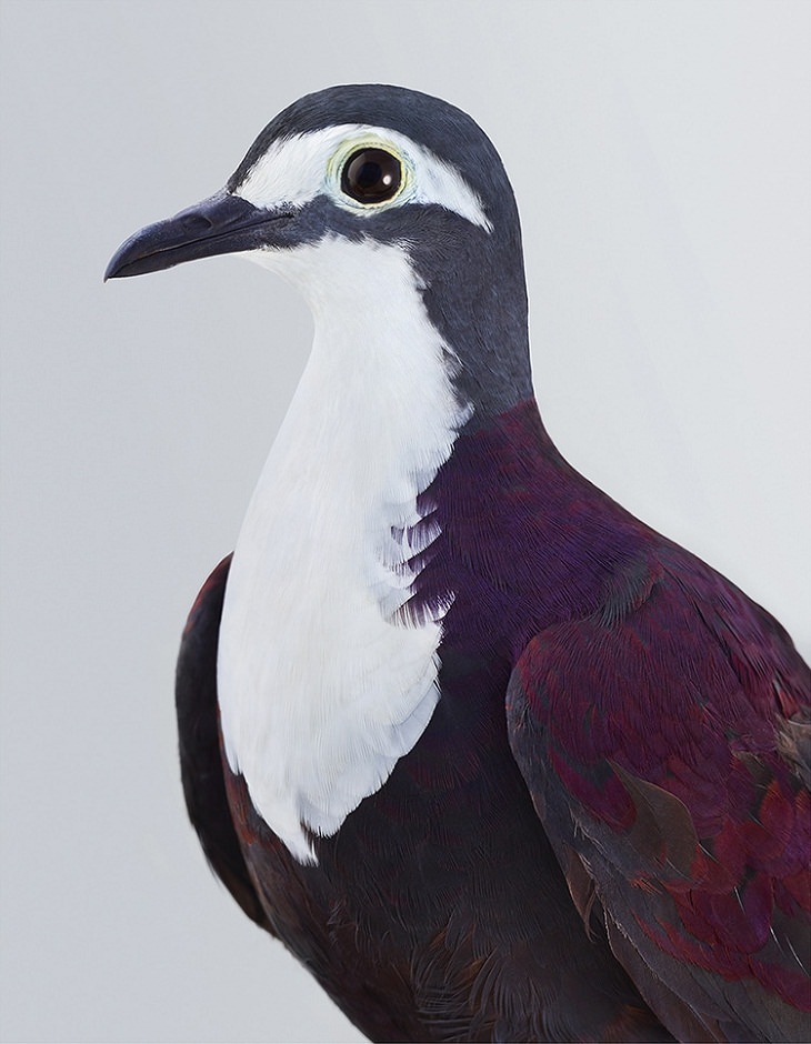 Bird Portraits, New Guinea Ground Dove