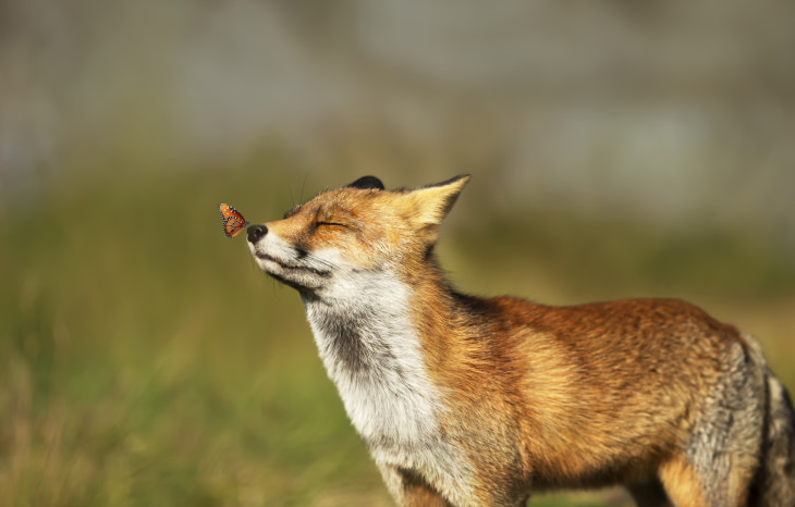 Animals That Laugh fox with a butterfly on the nose