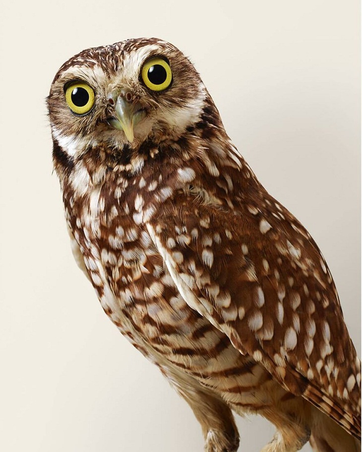 Bird Portraits, Burrowing Owl 