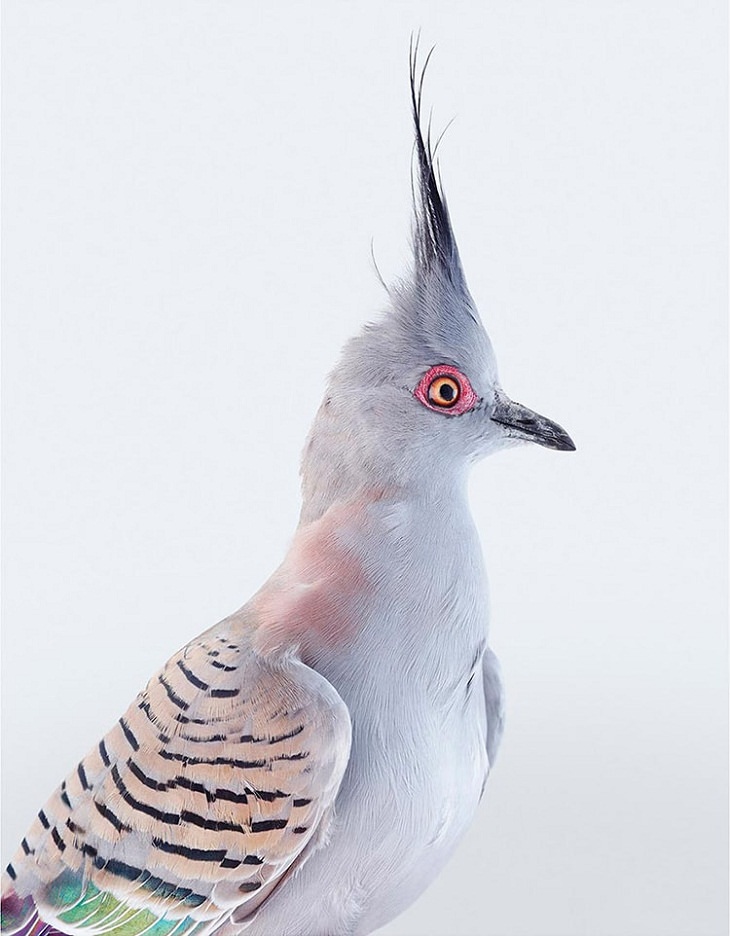 Bird Portraits, Crested Pigeon