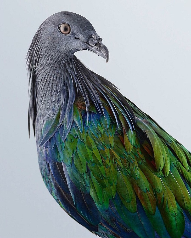 Bird Portraits, Nicobar Pigeon