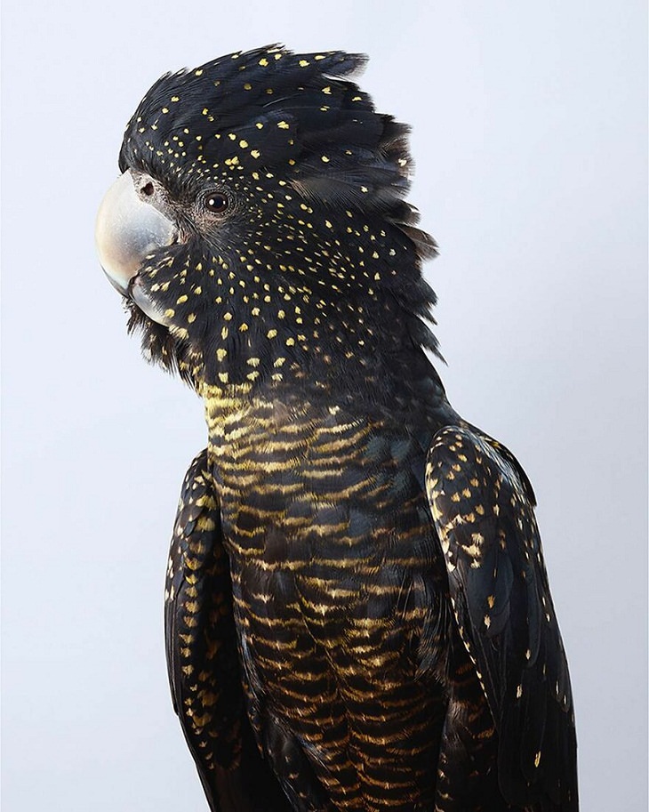 Bird Portraits, Red-tailed Black Cockatoo