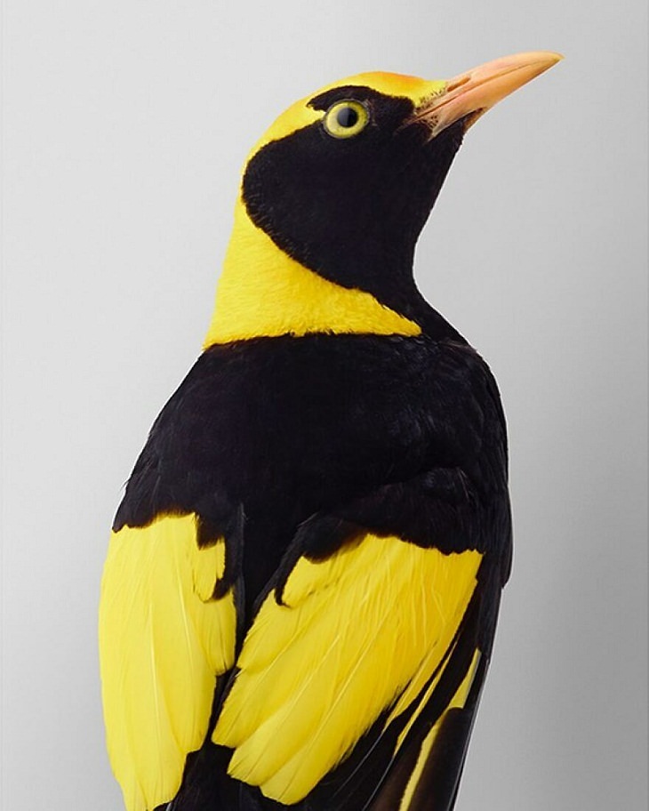 Bird Portraits, Regent bowerbird 