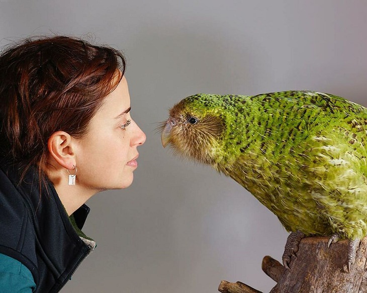 Bird Portraits, Kakapo 