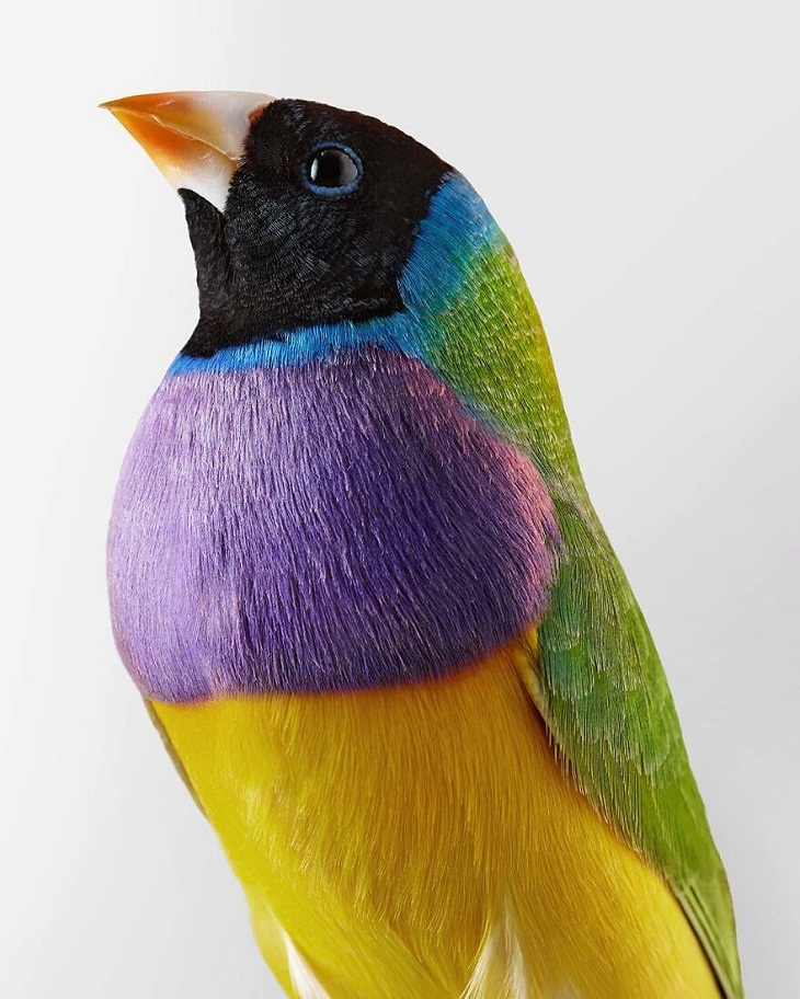 Bird Portraits, Gouldian Finch