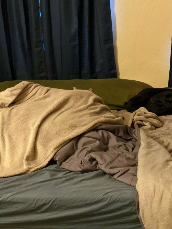 Ninja Cats cat hiding behind a blanket