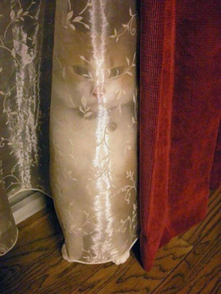 Ninja Cats cat behind curtain