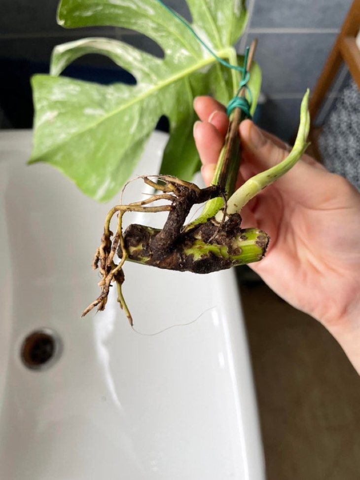 Winter Plant Problems Root rot 