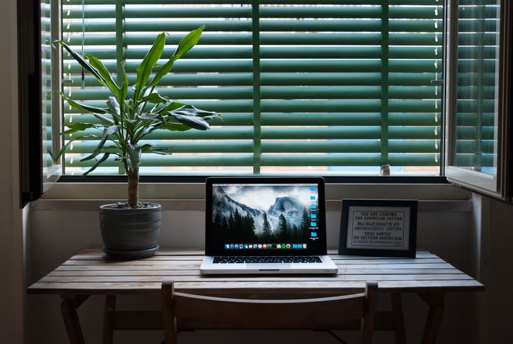 Winter Plant Problems plant in a dark room