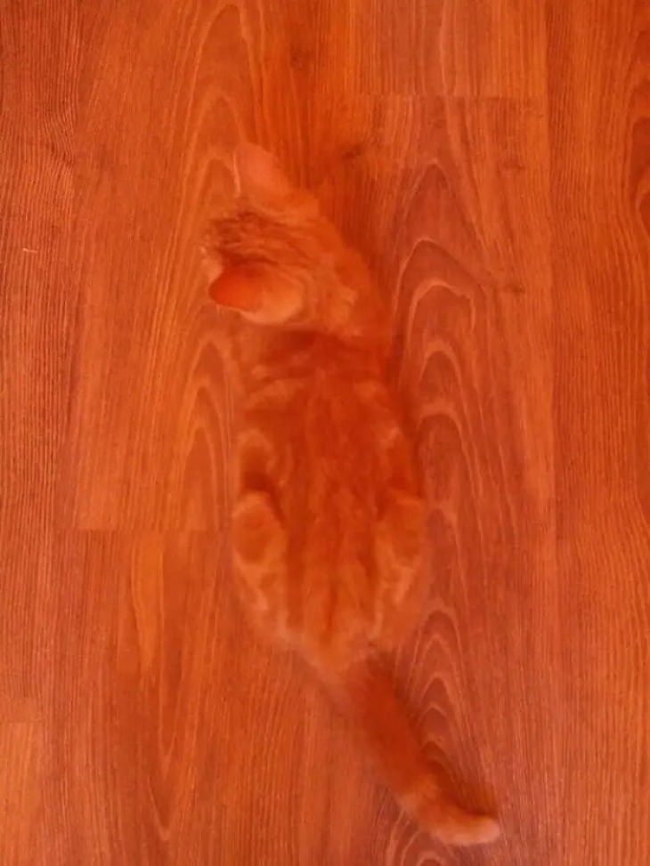 Ninja Cats ginger cat on hardwood floor