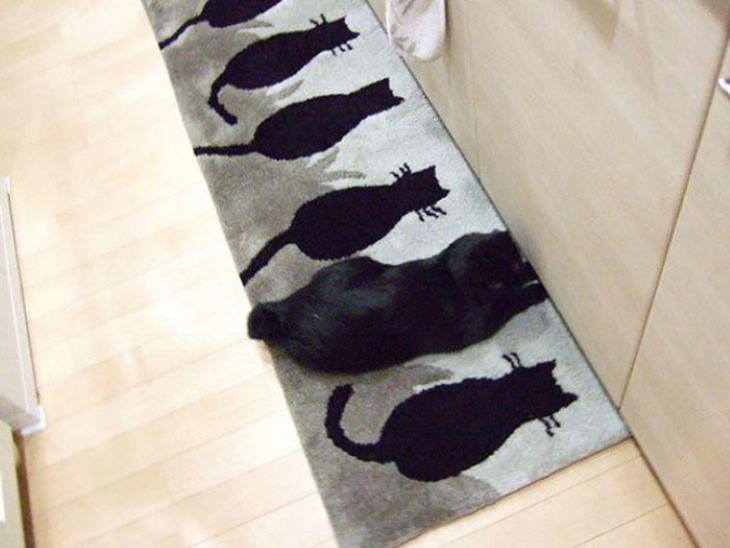 Ninja Cats cat on rug with cats