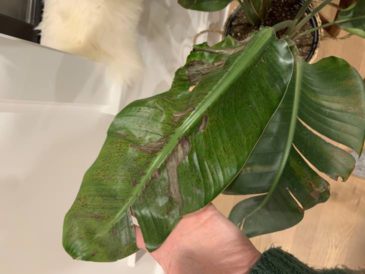 Winter Plant Problems deformed leaf