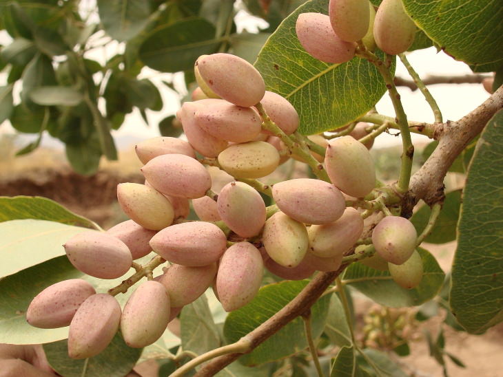 Food Facts raw Pistachios