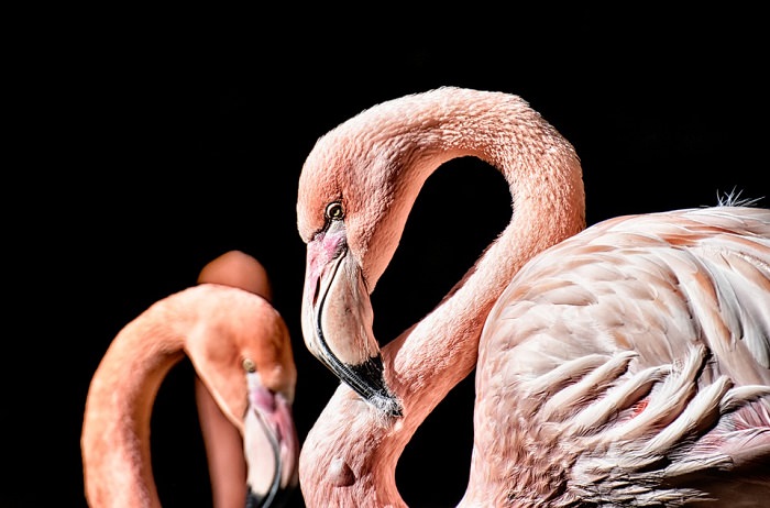 bird facts flamingo