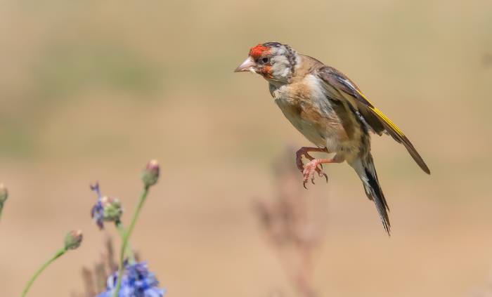 bird facts bird mid air